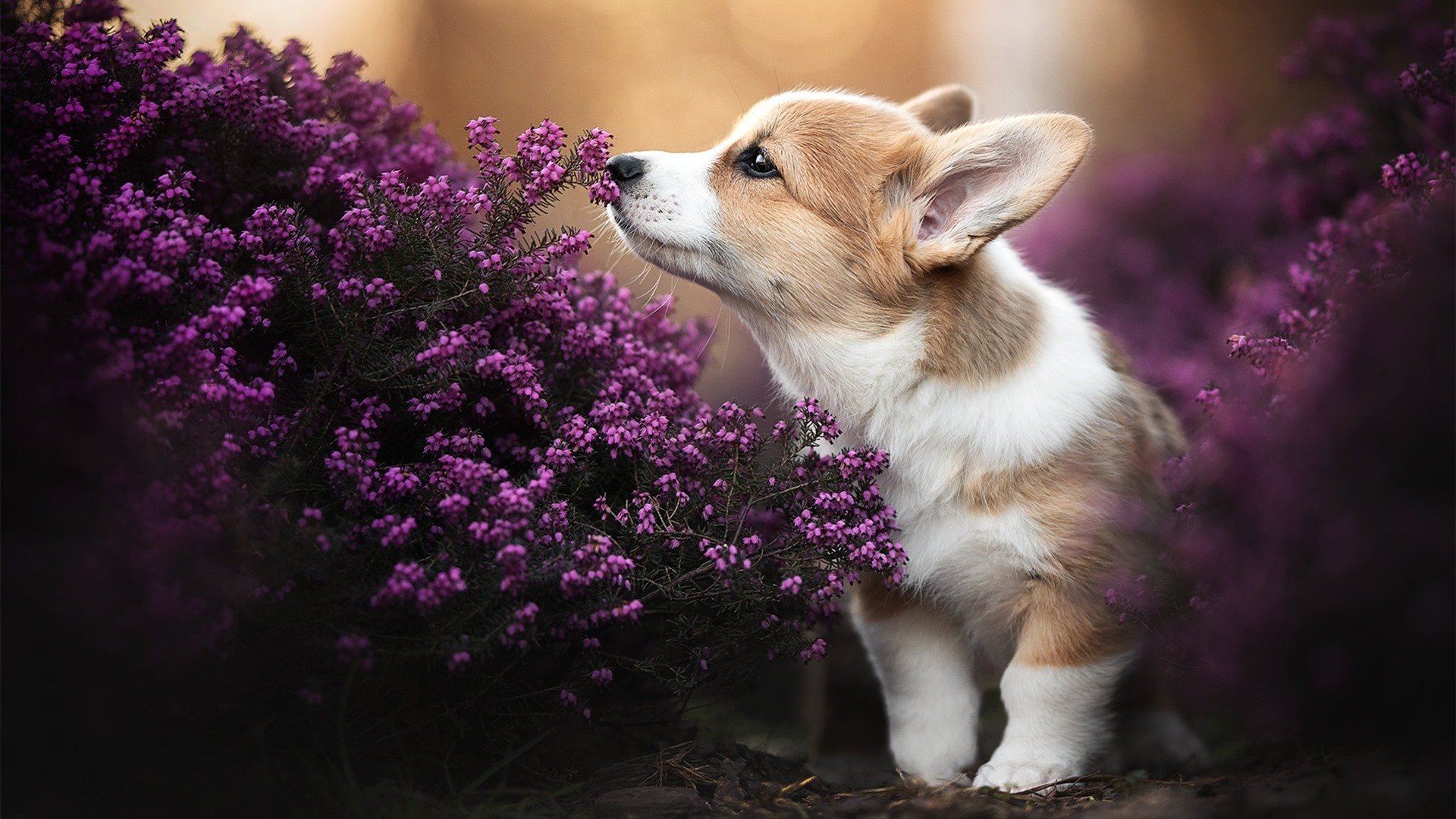 2011年季后赛:热火在“3巨头”组建后首次打进总决赛,詹姆斯表现出色,虽然最终输给马刺,但点燃了夺冠的希望。