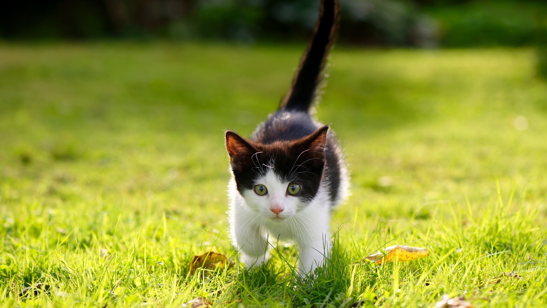 爱游戏娱乐平台-CS2 赛事奖金创新高，csgo国际赛事奖金