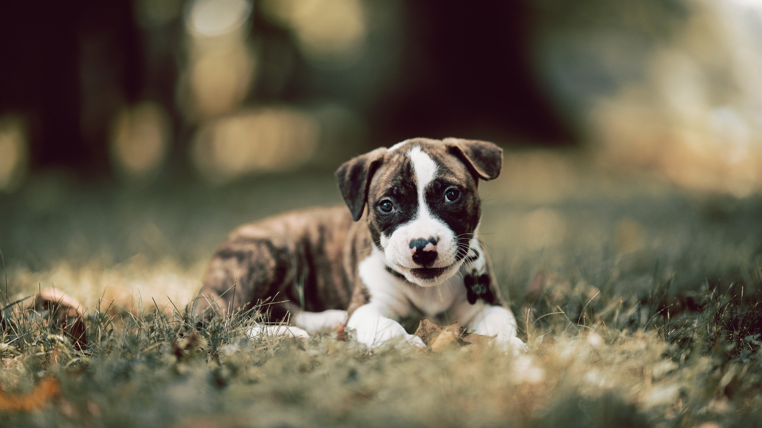 CS2 职业联赛规则调整引发关注，cs2lua