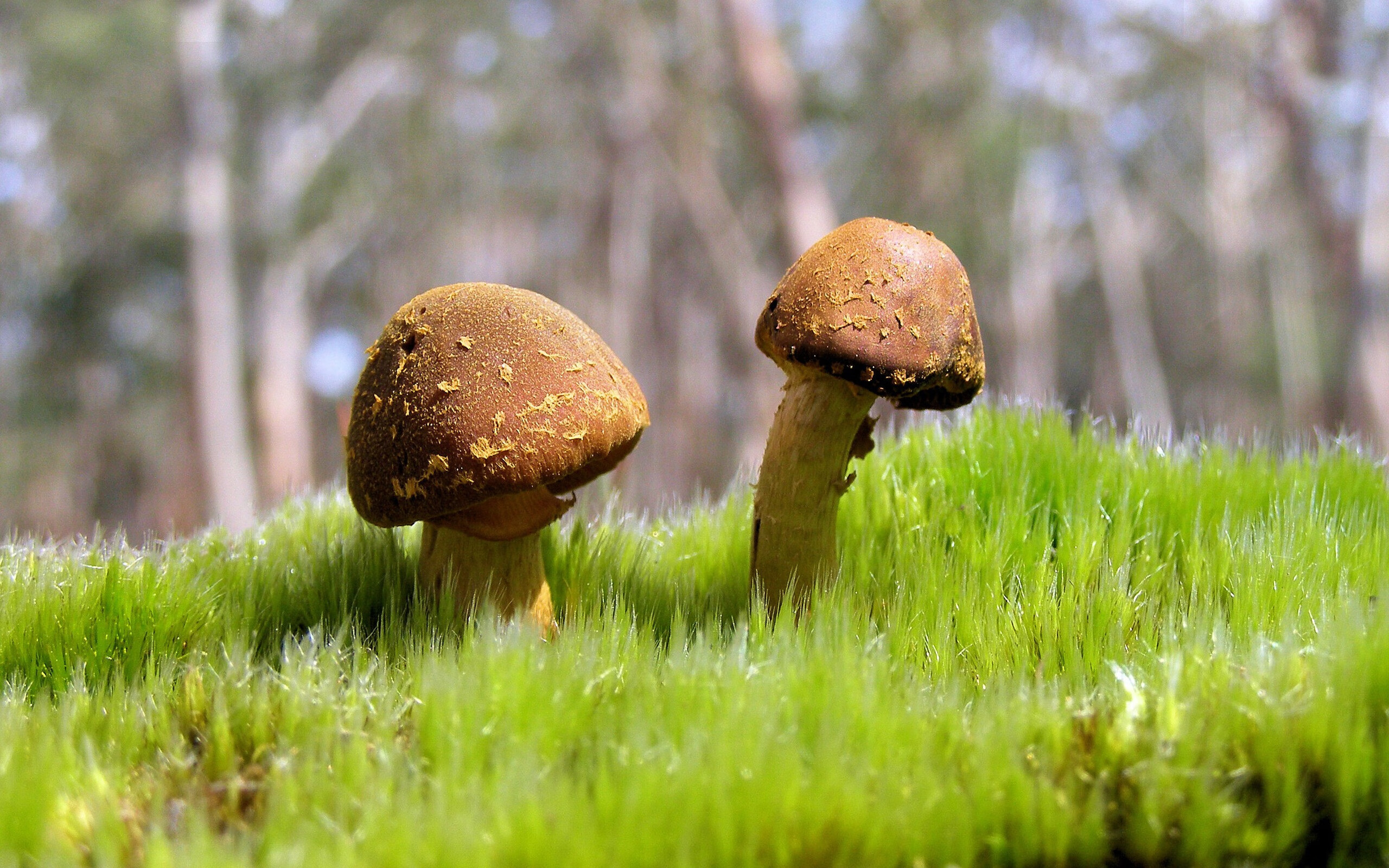 爱游戏电竞官网-_不同国家的比赛文化：传统与创新的碰撞_，几个国家比赛的节目