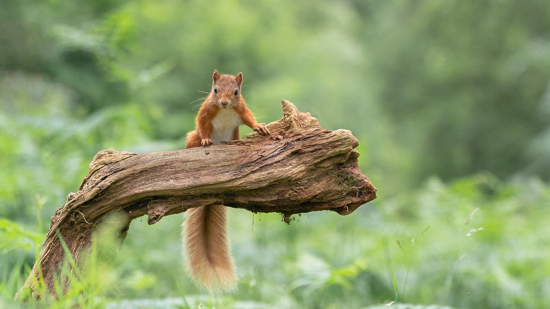 “最炫篮球技巧：明星球员标志性过人动作盘点”，篮球明星过人集锦