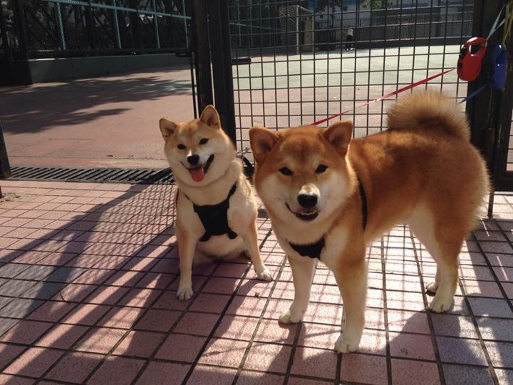 “足球+科技”融合创新,推动行业不断跨越发展,融合足球队