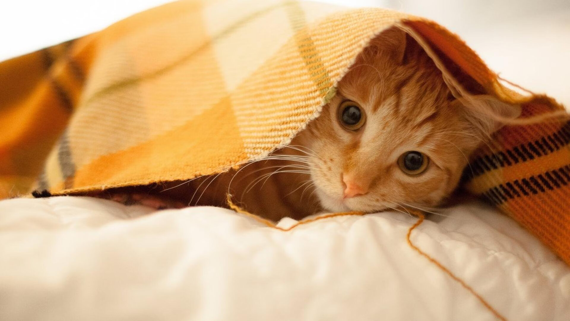 爱游戏综合娱乐-极限吊索荡秋千，飞越高空的绝佳体验，吊秋千的吊怎么写