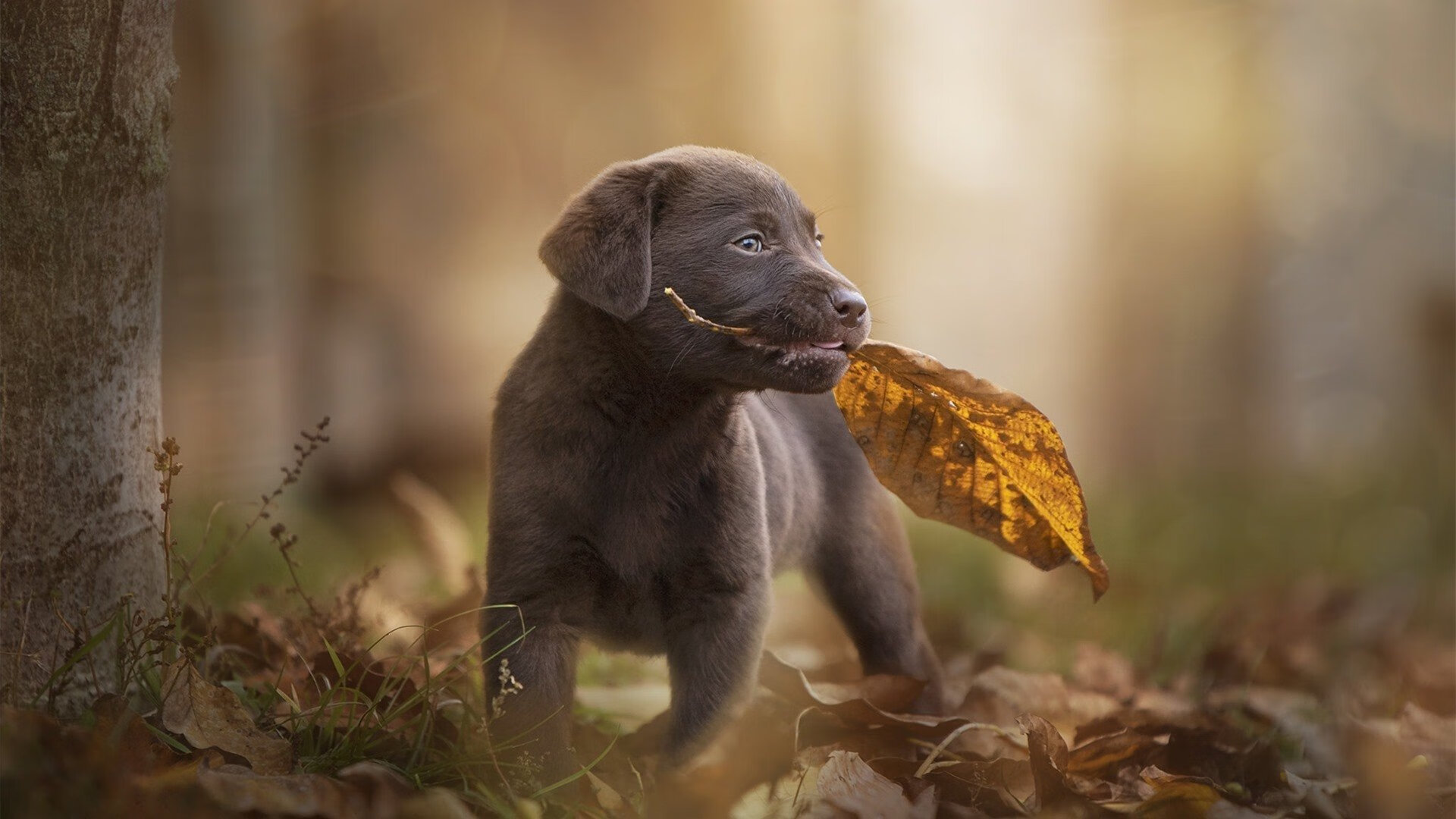 爱游戏官方-比赛中战术调整的典范：换人和变阵的魔法，球赛换人