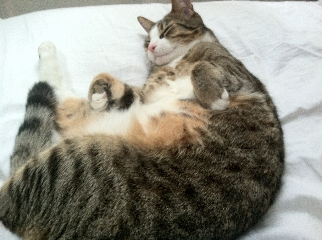 球迷纪录：最忠实欧冠追随者的故事，欧冠 球星