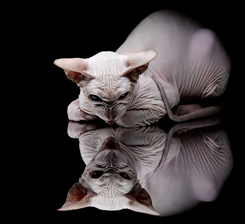 赛后数据揭秘:谁是速度之王?,速度选手