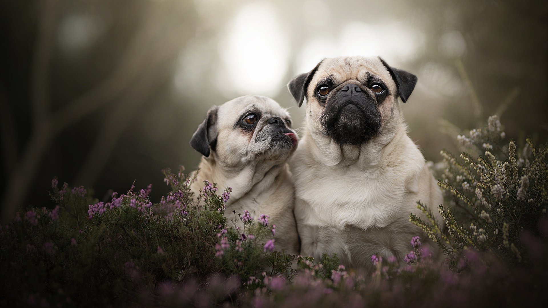 爱游戏登录入口-RNG球员技术提升明显，rng队员及排位分数