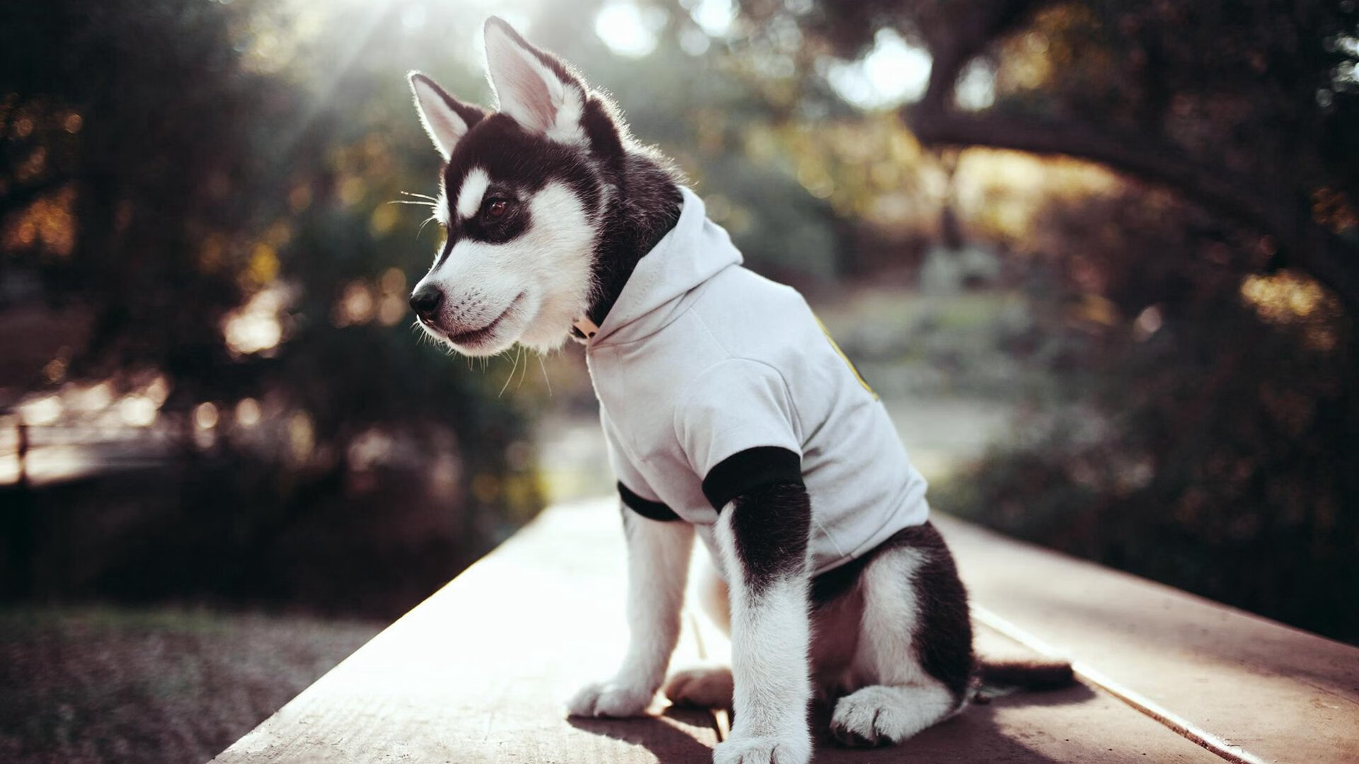 励精图治,球队明确目标,全力以赴攻克难关,球队励志名言