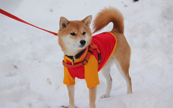 四川金强球队战术多样性显著提升，四川金强篮球贴吧百度吧