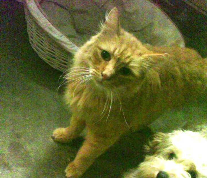 天津泰达在近期比赛中遭遇严重伤病困扰，天津泰达新消息