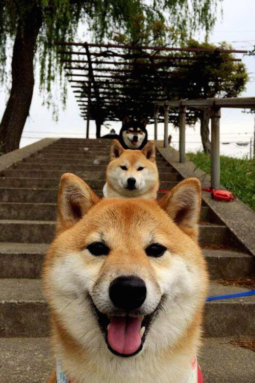 世界跆拳道青少年赛中国队喜获佳绩，世界跆拳道示范团