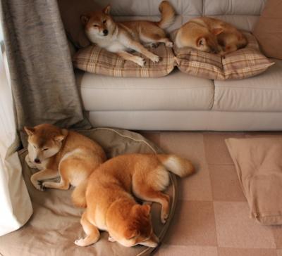 AYX体育-全国青少年马术比赛在南京顺利落幕，全国青少年马术比赛 冠军