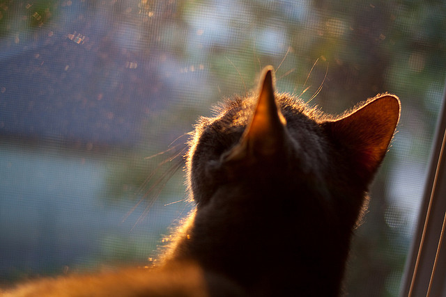 Messaoudi 擅长进攻与防守,身高 215cm 驱动队伍节奏,messi球员