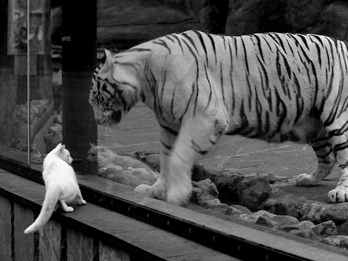 田径训练中引入生物力学辅助动作优化,运用运动生物力学指导体育运动的案例