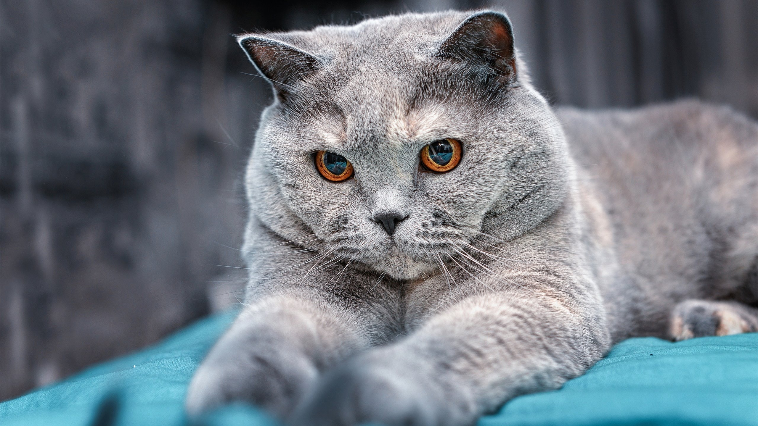 美队中距离自由泳优势渐显，美国自由泳接力