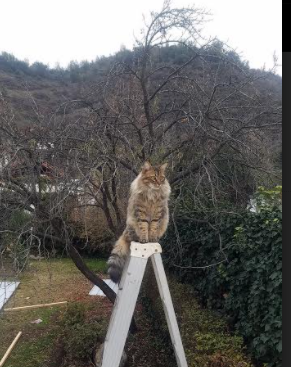 女子威尔士队商业化潜力引发行业关注,威尔士出场队员