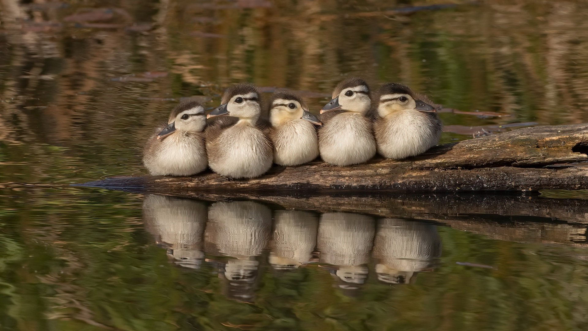 爱游戏官方网站-掘金主力球员赛后发表感言感谢教练支持，掘金 主教练