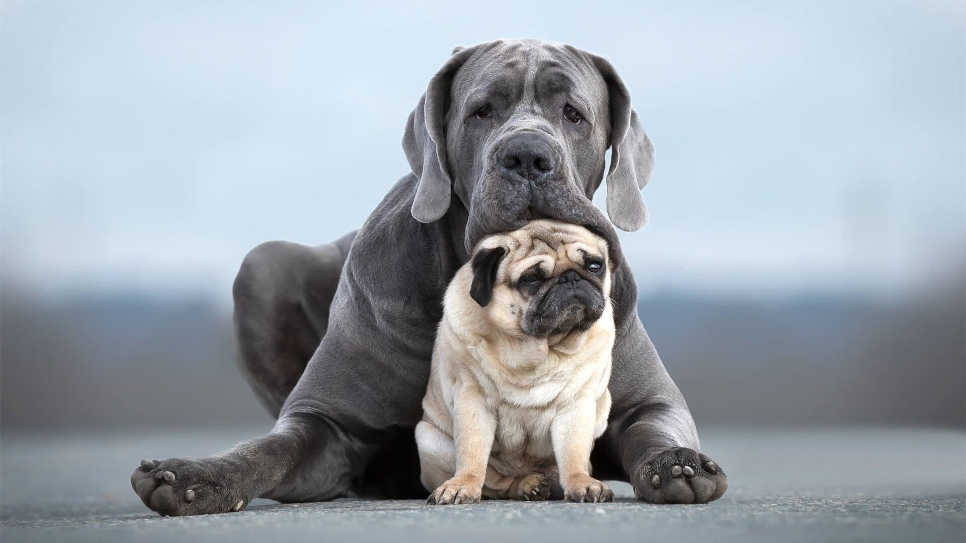 男子背泳100米匈牙利创个人最好成绩,匈牙利男子游泳